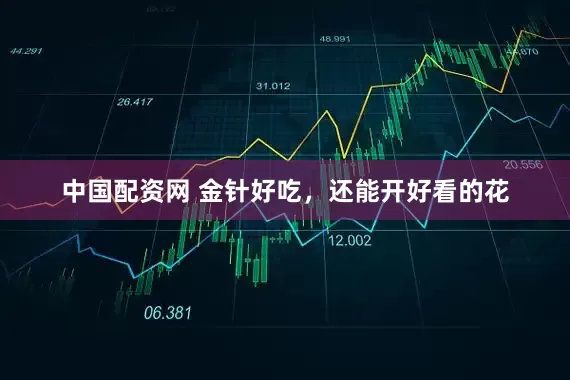 中国配资网 金针好吃，还能开好看的花